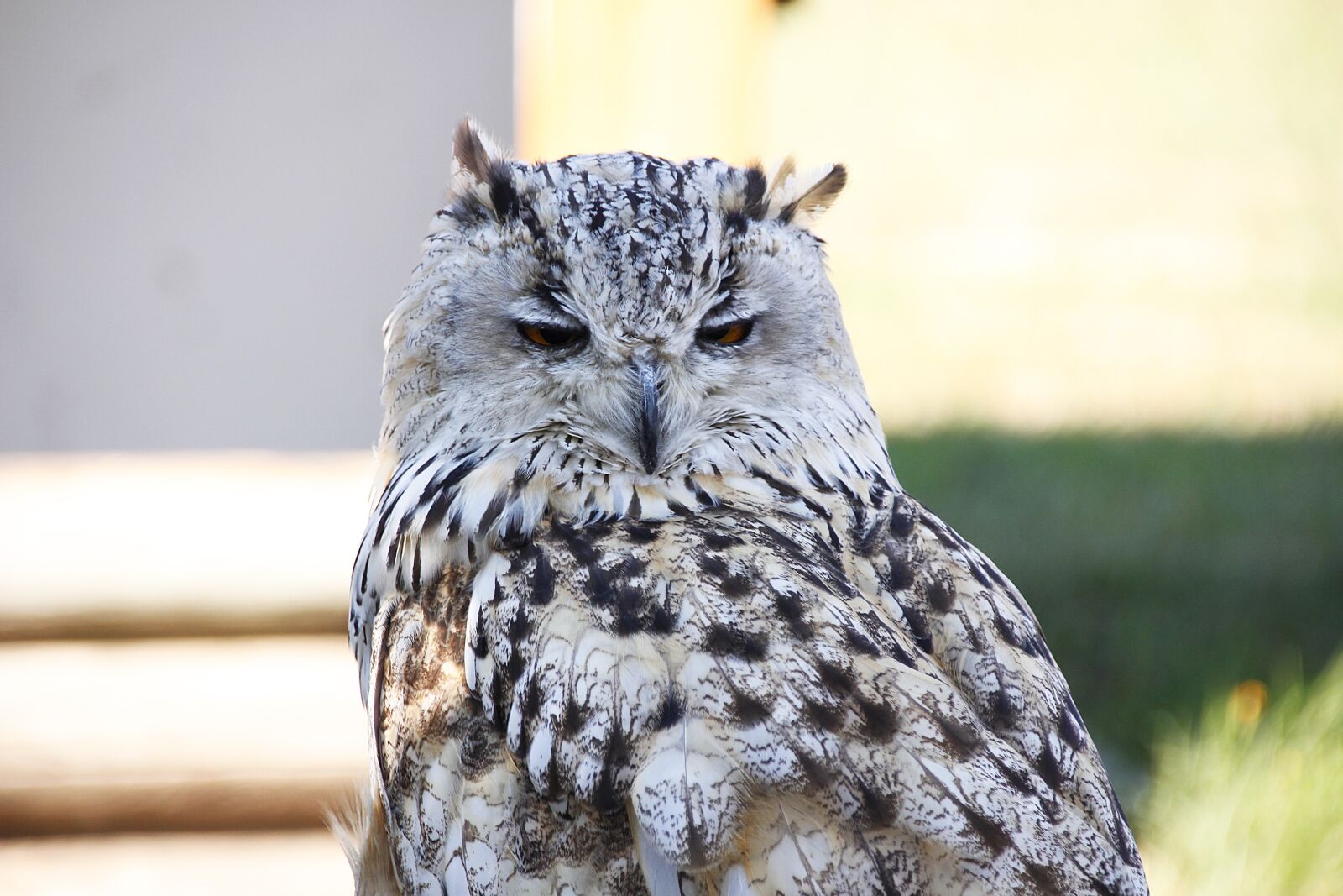 Canon EOS 700D (EOS Rebel T5i / EOS Kiss X7i) sample photo. Eurasian eagle siberian owl photography