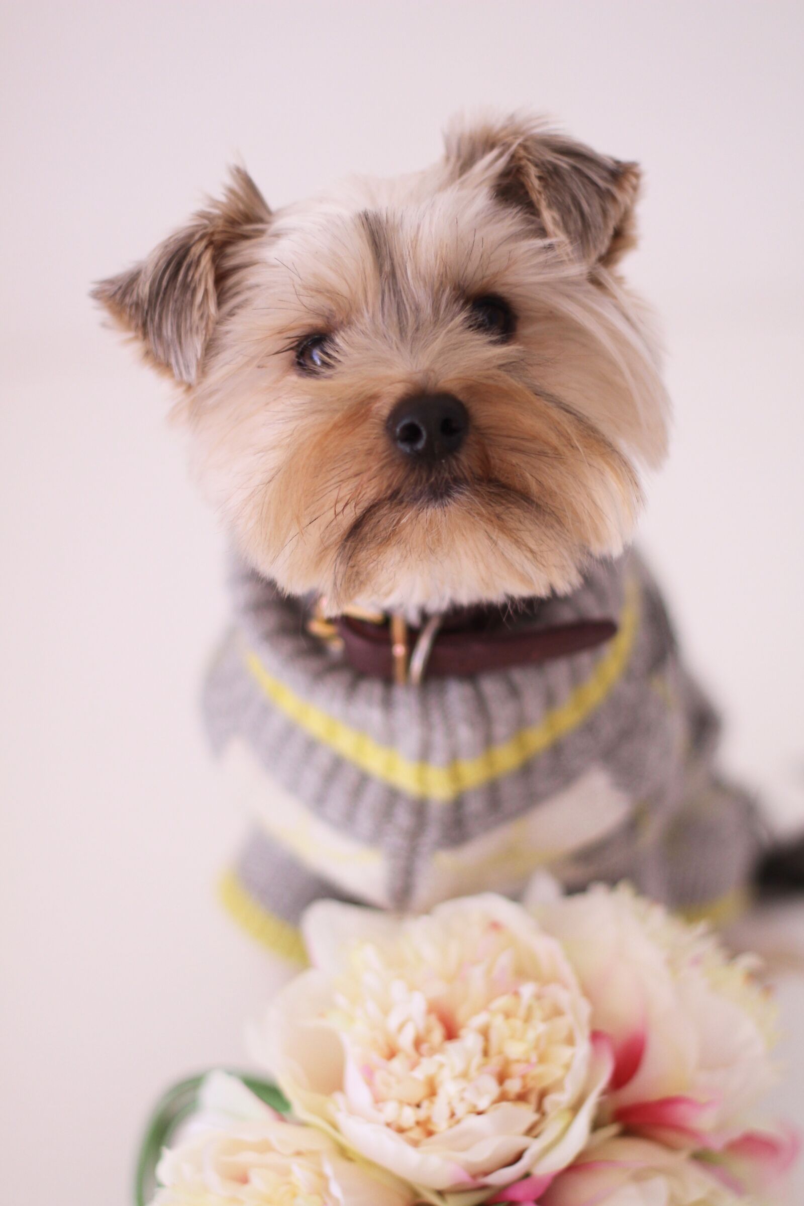 Canon EOS 7D sample photo. Dog, yorkshire terrier, paris photography