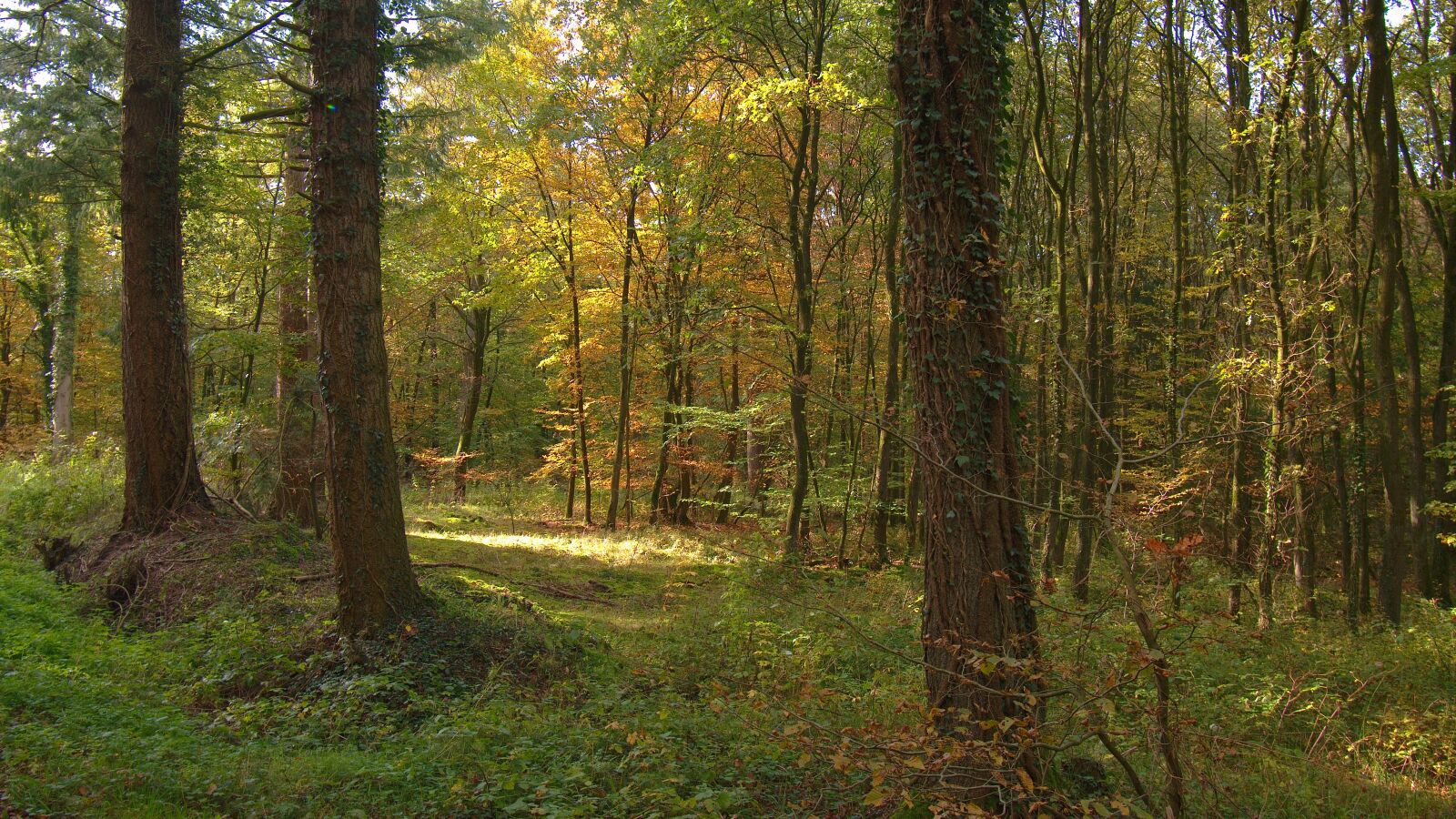Nikon D5600 sample photo. Forest, forest landscape, landscape photography