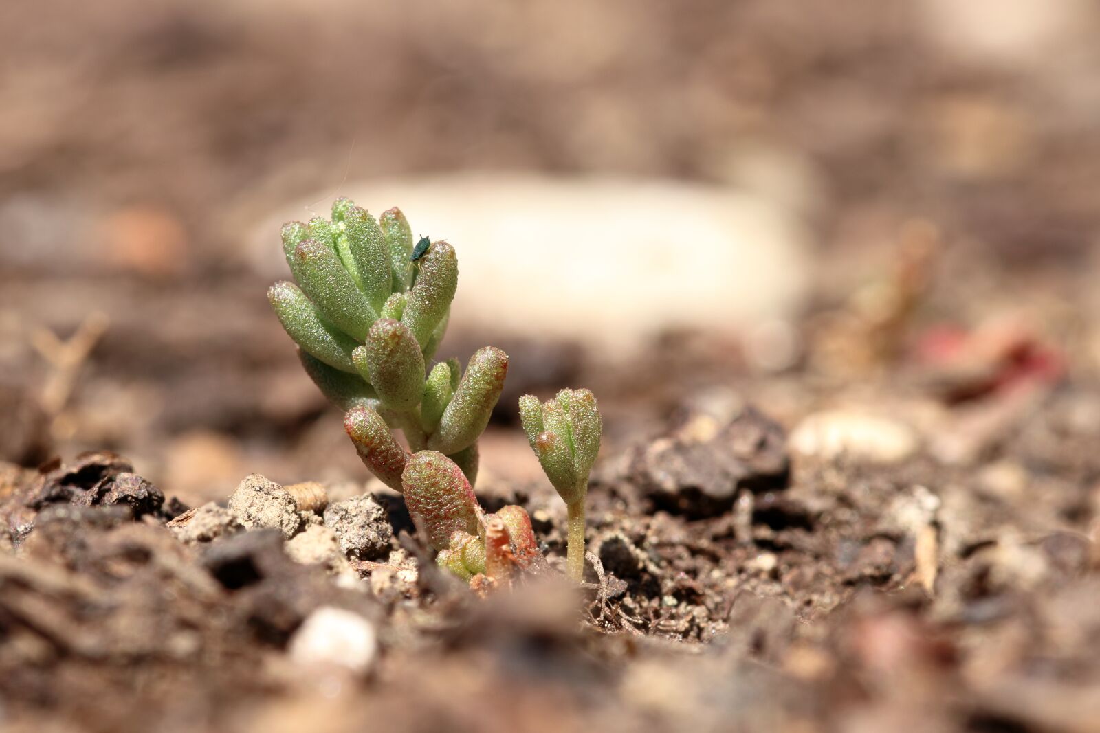 Canon EOS 80D sample photo. Macro, stonecrop, plant photography