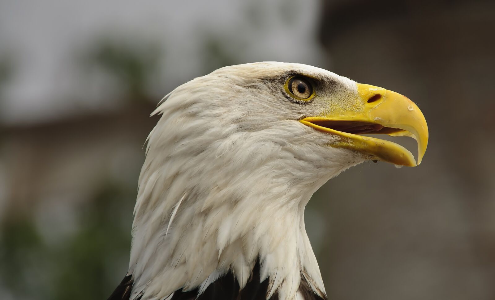 Nikon D300S sample photo. Bald eagle, adler, bird photography