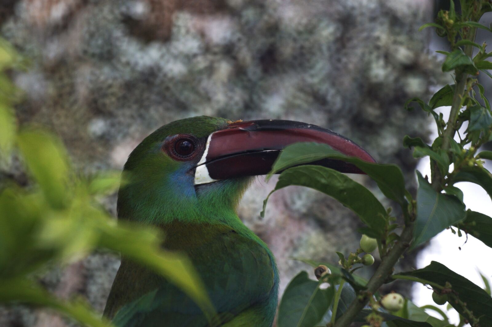 Sony Alpha DSLR-A390 sample photo. Birds, the, field photography