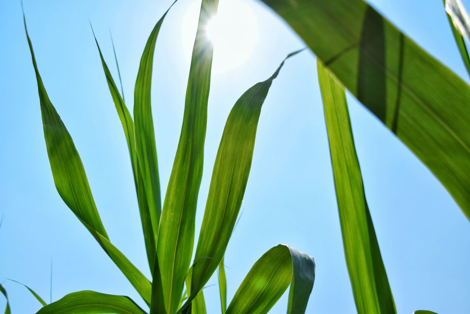 Nikon D3300 sample photo. Clear, sky, grass, heat photography