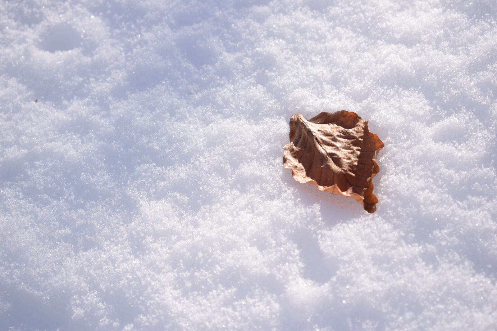 Nikon D3300 sample photo. Leaf, snow, winter photography