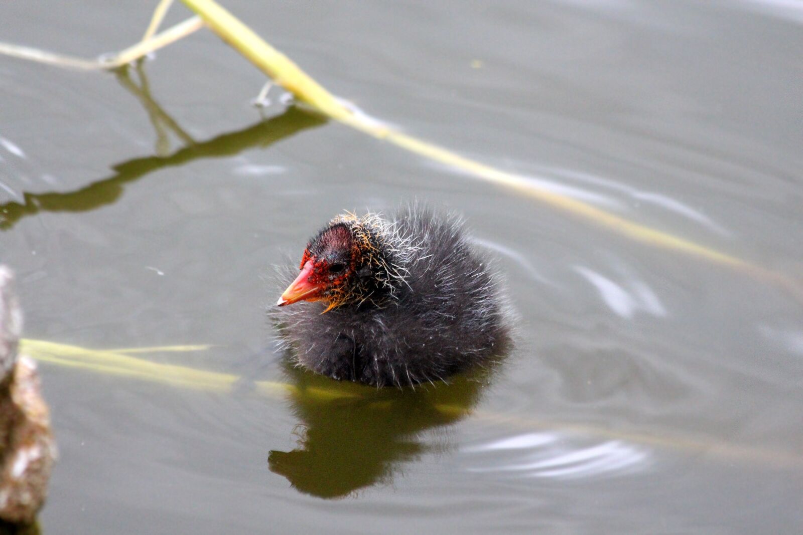 Canon EF 70-300mm F4-5.6 IS USM sample photo. Chick, chicken, coot photography