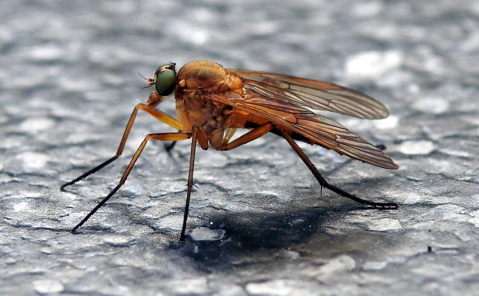 Nikon Coolpix P900 sample photo. Fly, housefly, macro photography