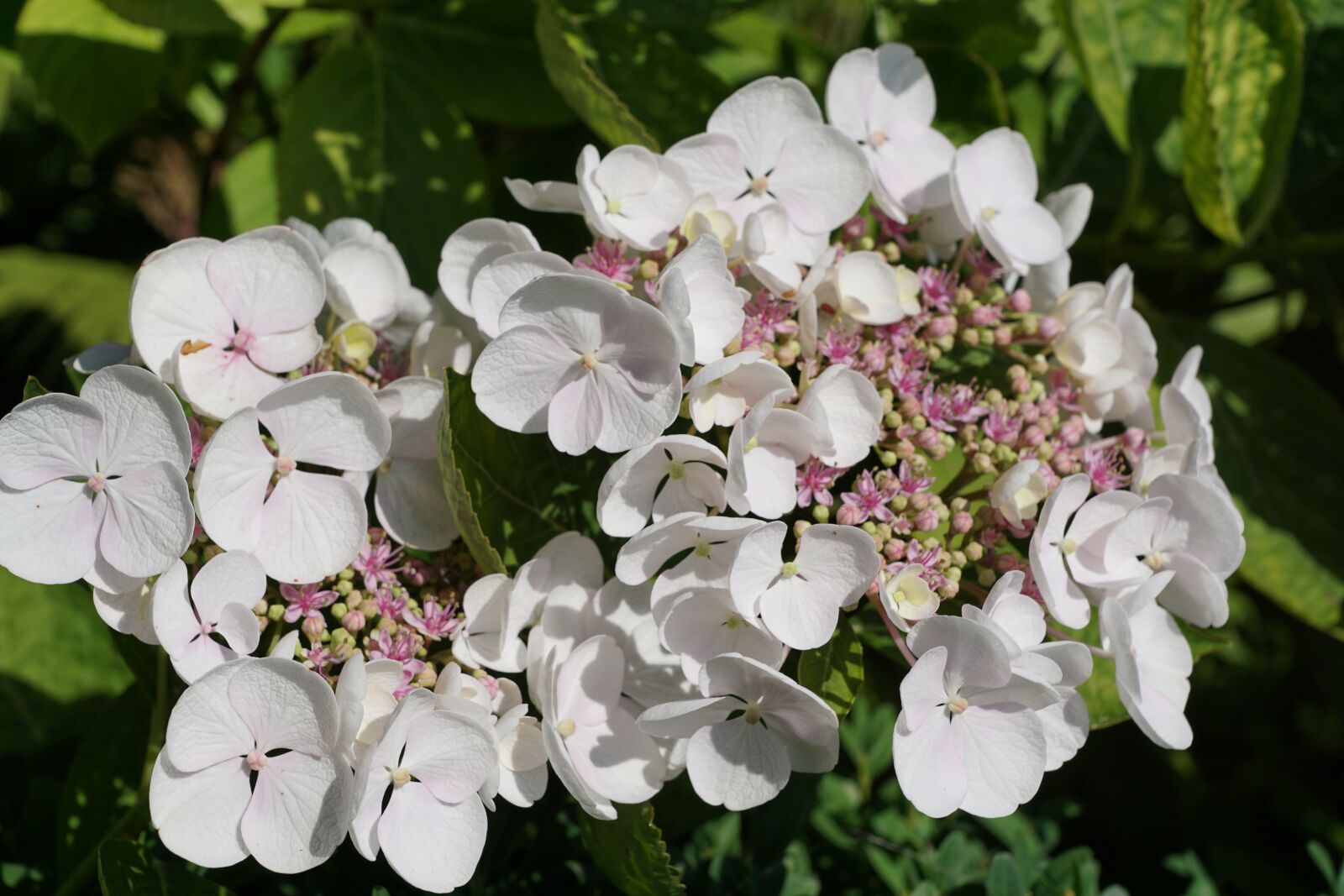 Sony DT 16-50mm F2.8 SSM sample photo. Flower, white, plant photography