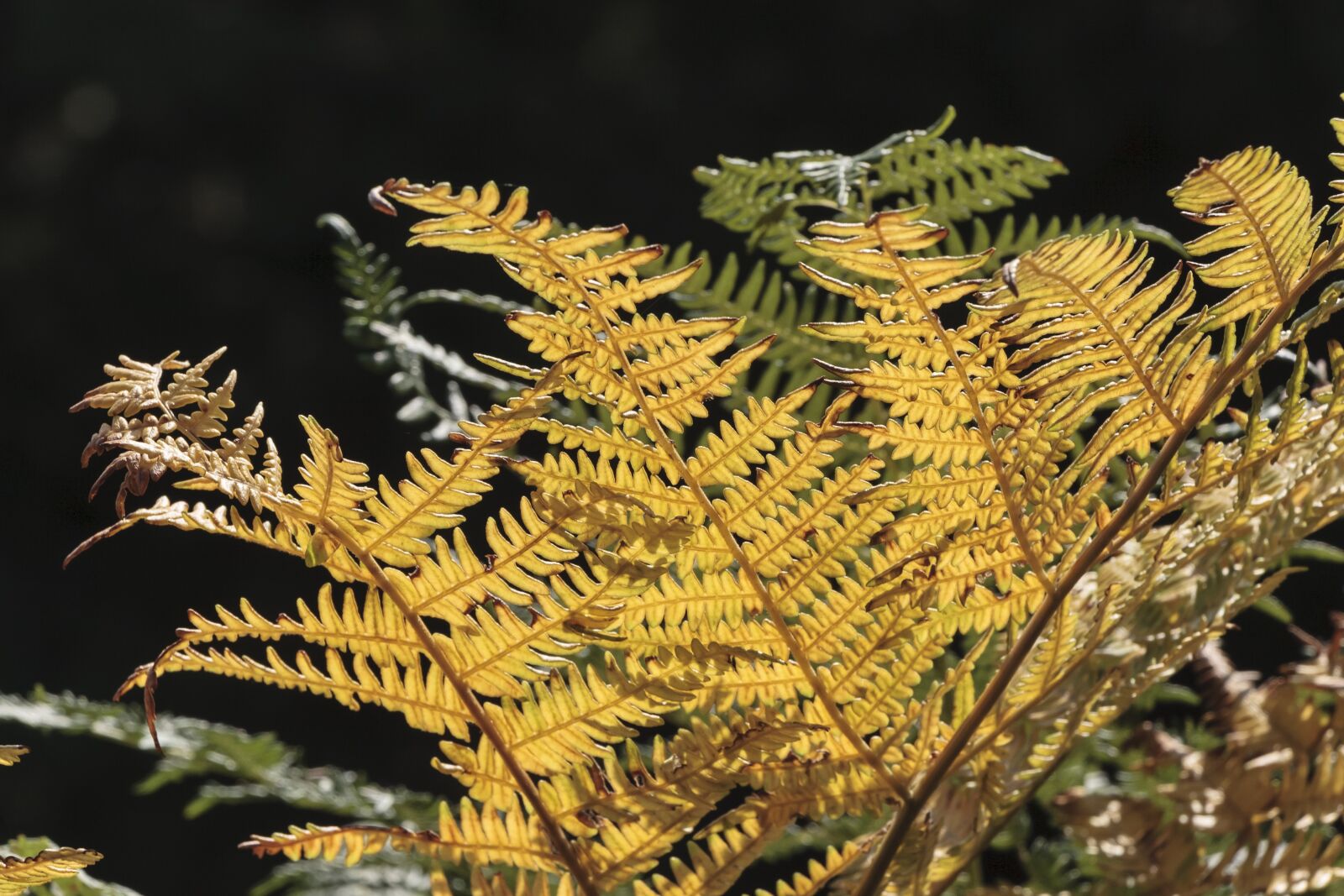 Canon EOS 20D sample photo. Fern, plant, sun photography