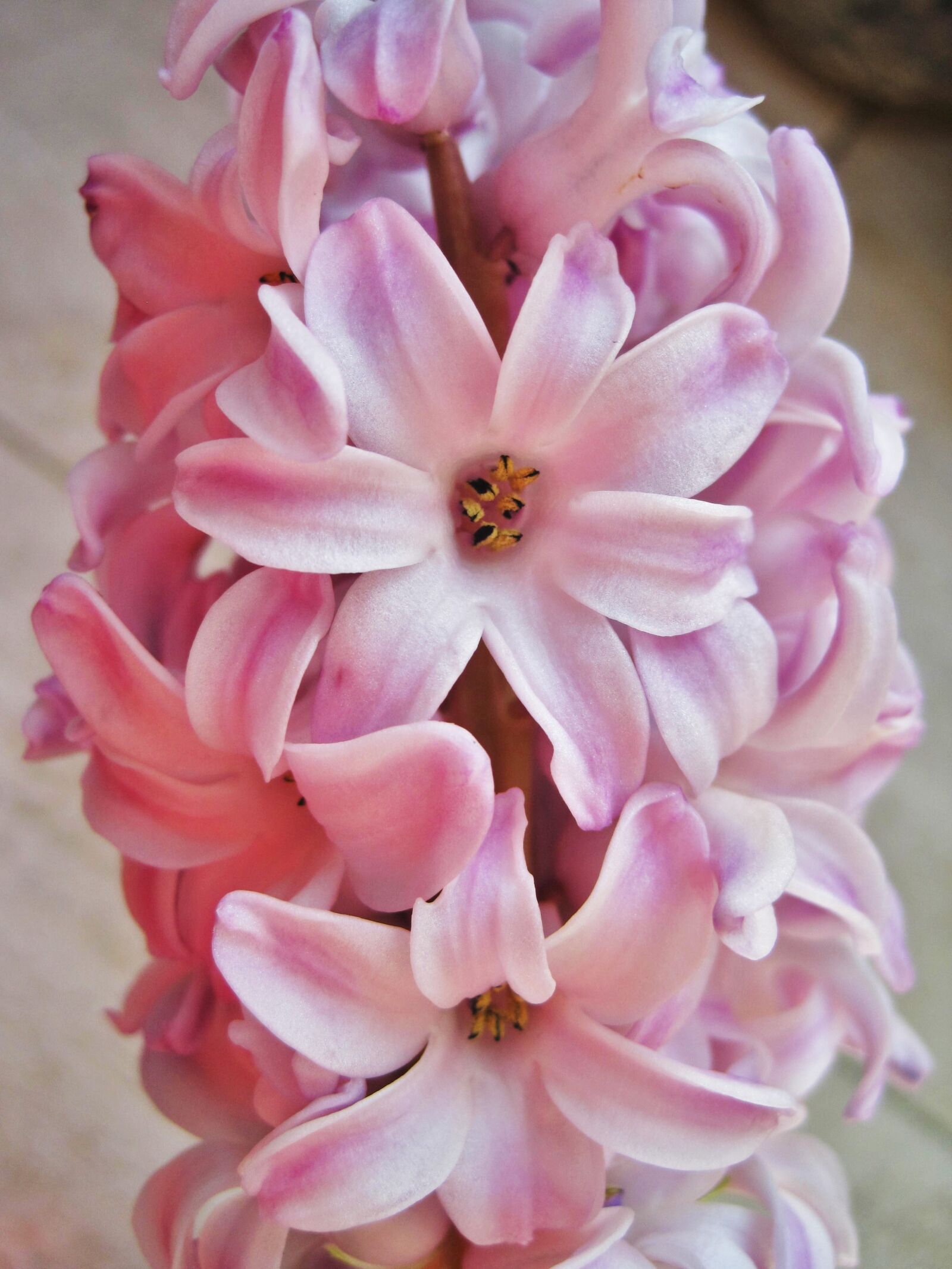 Canon PowerShot SD1200 IS (Digital IXUS 95 IS / IXY Digital 110 IS) sample photo. Pink hyacinth, partial view photography