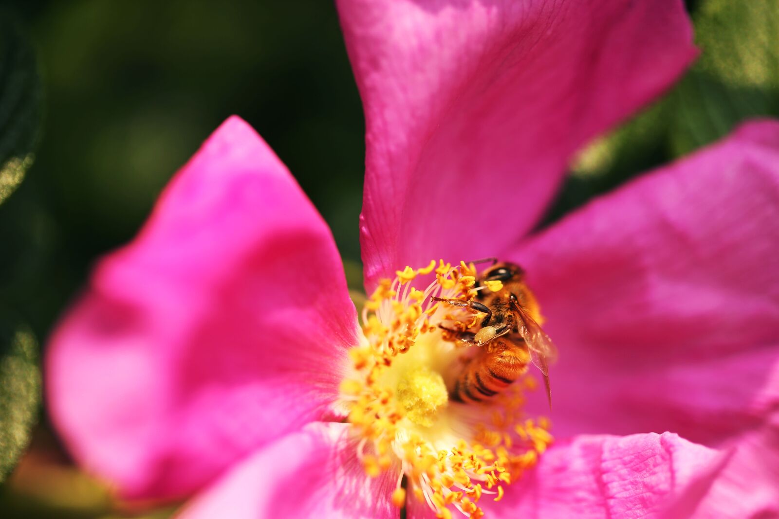 Canon EF 100mm F2.8L Macro IS USM sample photo. Corresponding flower, honeybee, flower photography