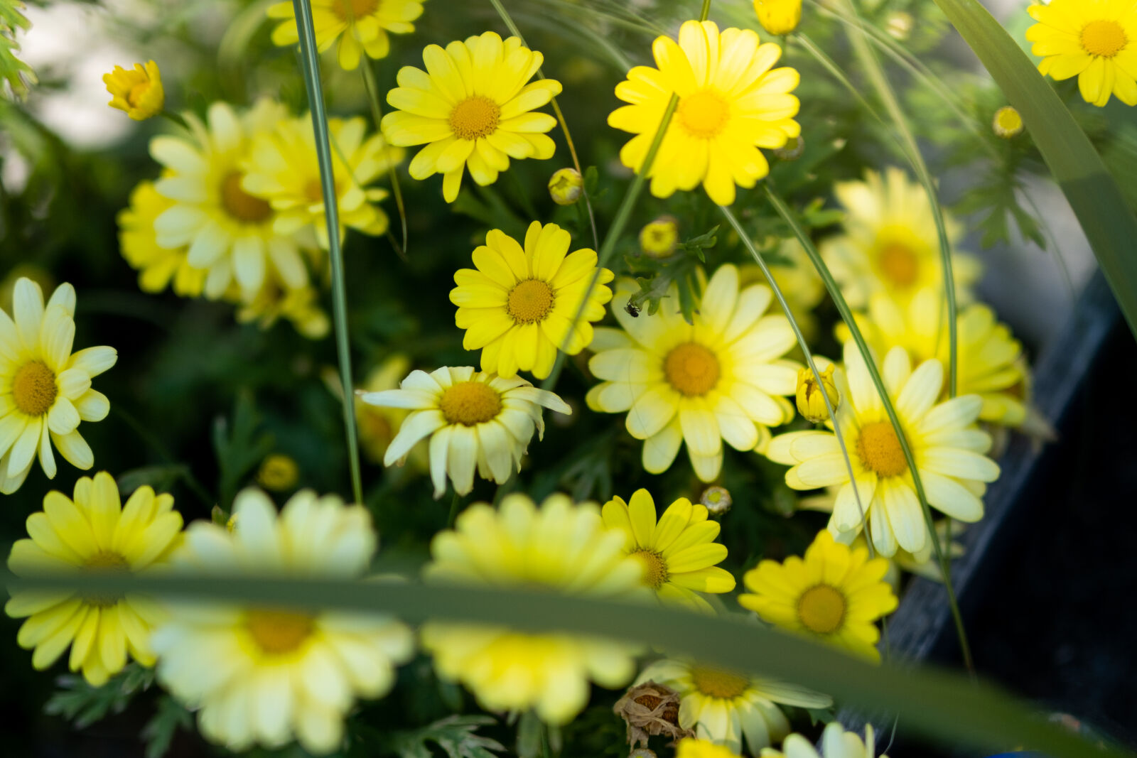 Fujifilm X-T4 sample photo. Flowers of summer photography