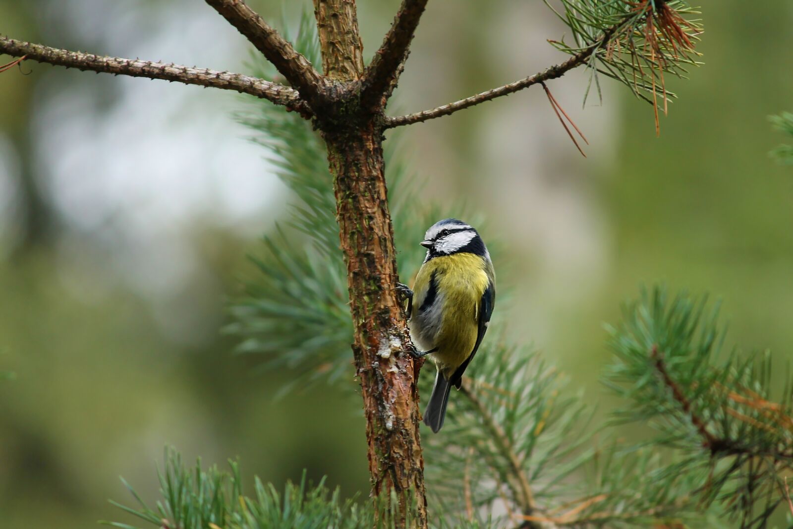 Canon EF-S 55-250mm F4-5.6 IS II sample photo. Tit, parus major, bird photography
