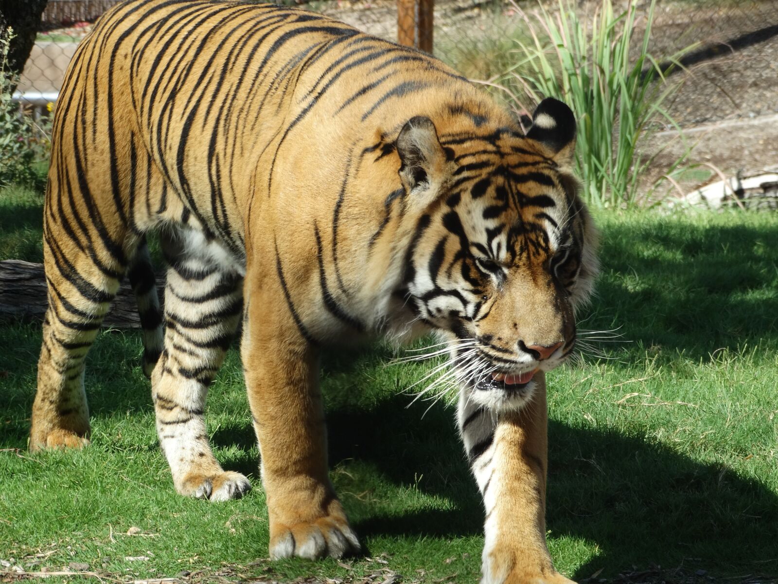 Sony Cyber-shot DSC-HX300 sample photo. Tiger, zoo, wildlife photography