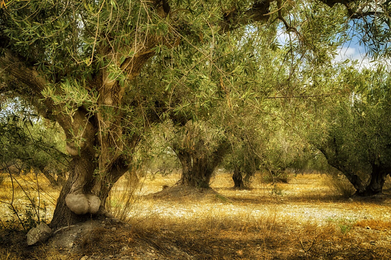 Nikon D3200 sample photo. Old olive tree, trunk photography