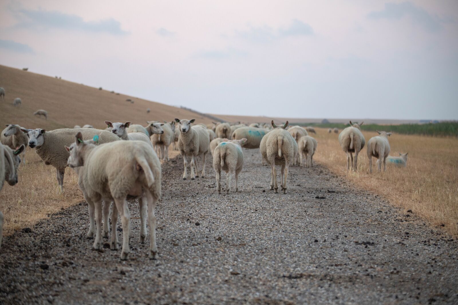 Canon EOS 6D Mark II sample photo. Sheep, zeedijk, friesland photography