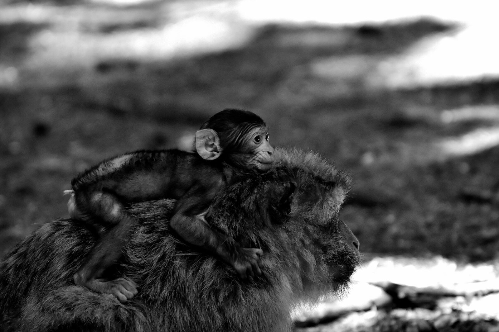 Nikon D7200 sample photo. Baby monkey, barbary ape photography