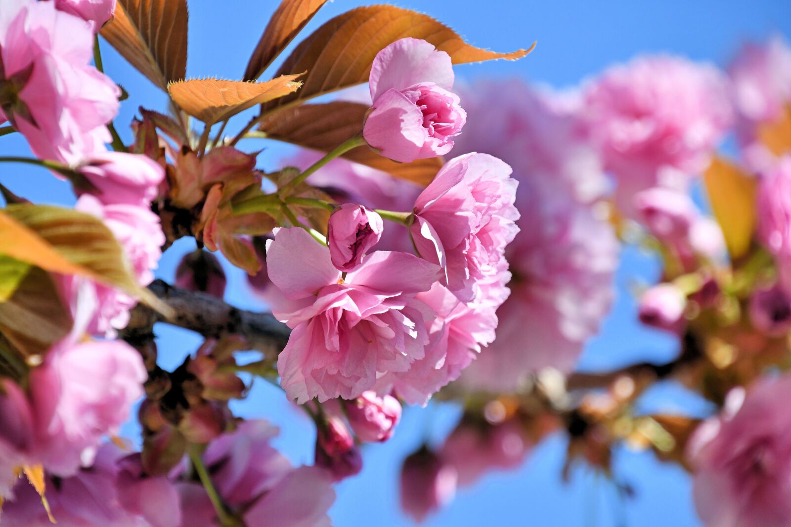 Nikon D500 sample photo. Pink, tree, spring photography