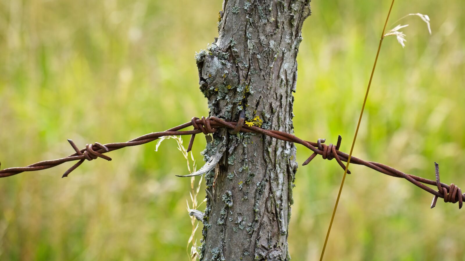 Nikon D7100 sample photo. Barbed wire, wire, metal photography
