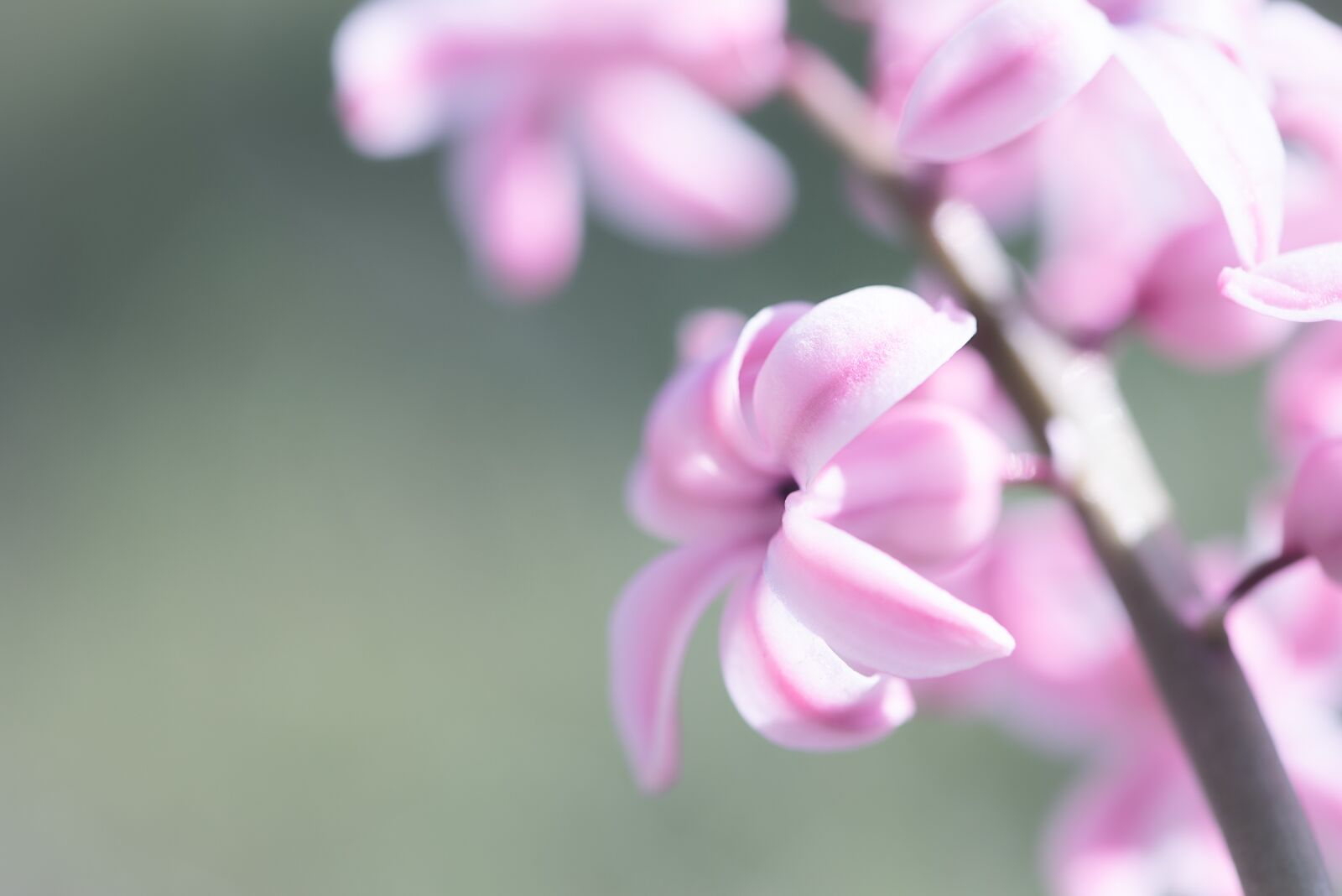 Nikon D750 sample photo. Hyacinth, flower, pink photography