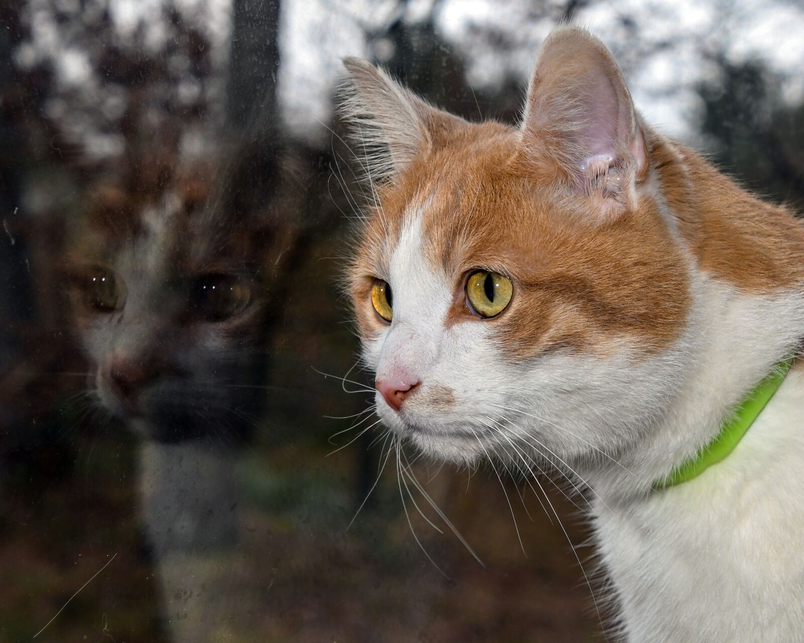 Nikon D500 sample photo. Cat, reflection, glass photography