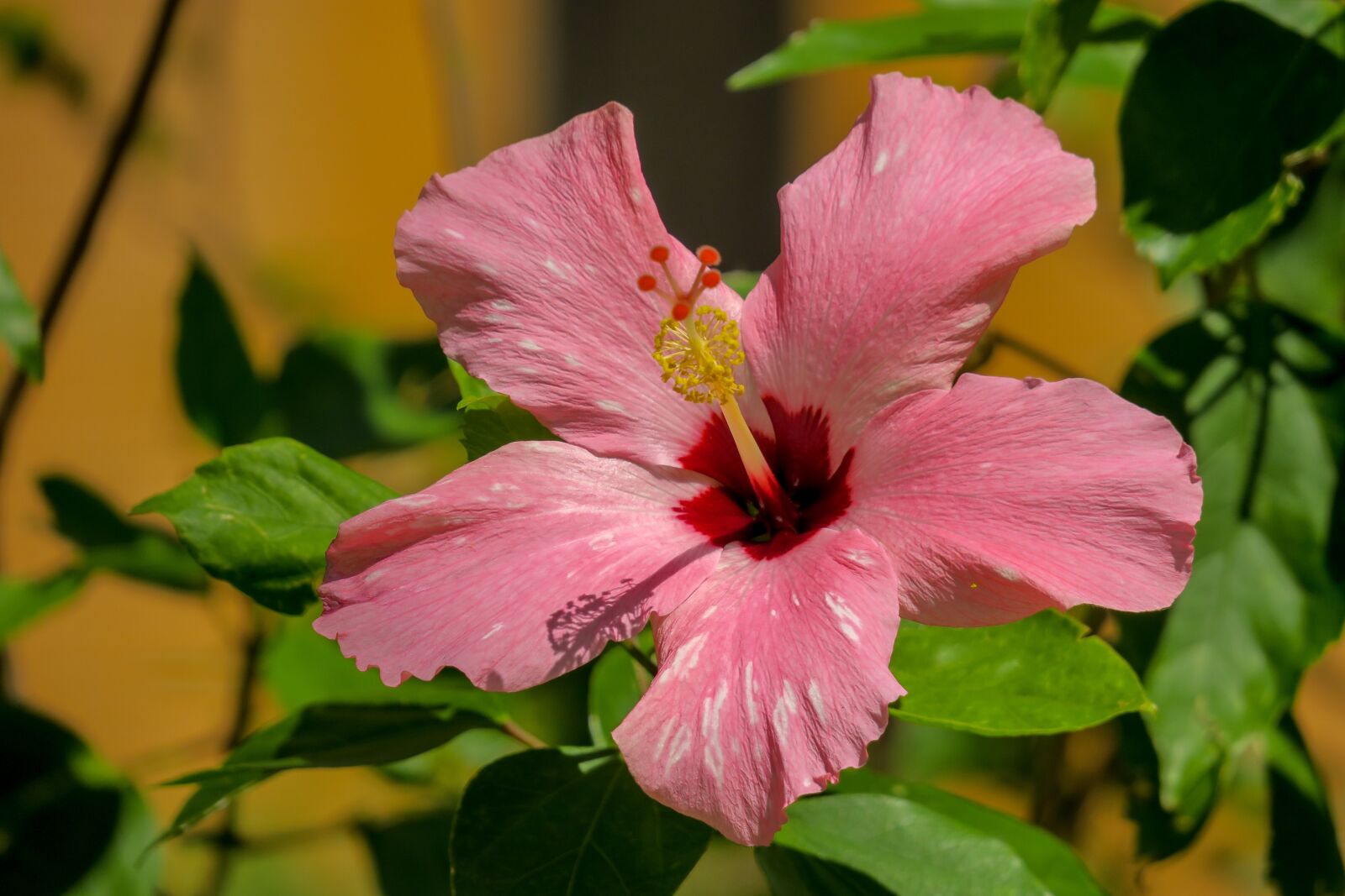 Canon PowerShot G3 X sample photo. Hong kong, hibiscus, plant photography