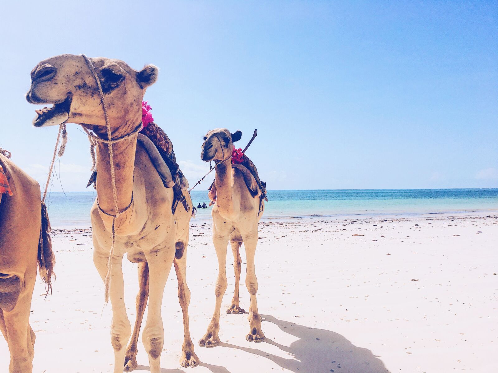 Apple iPhone 6s sample photo. Camel, ocean, travel photography