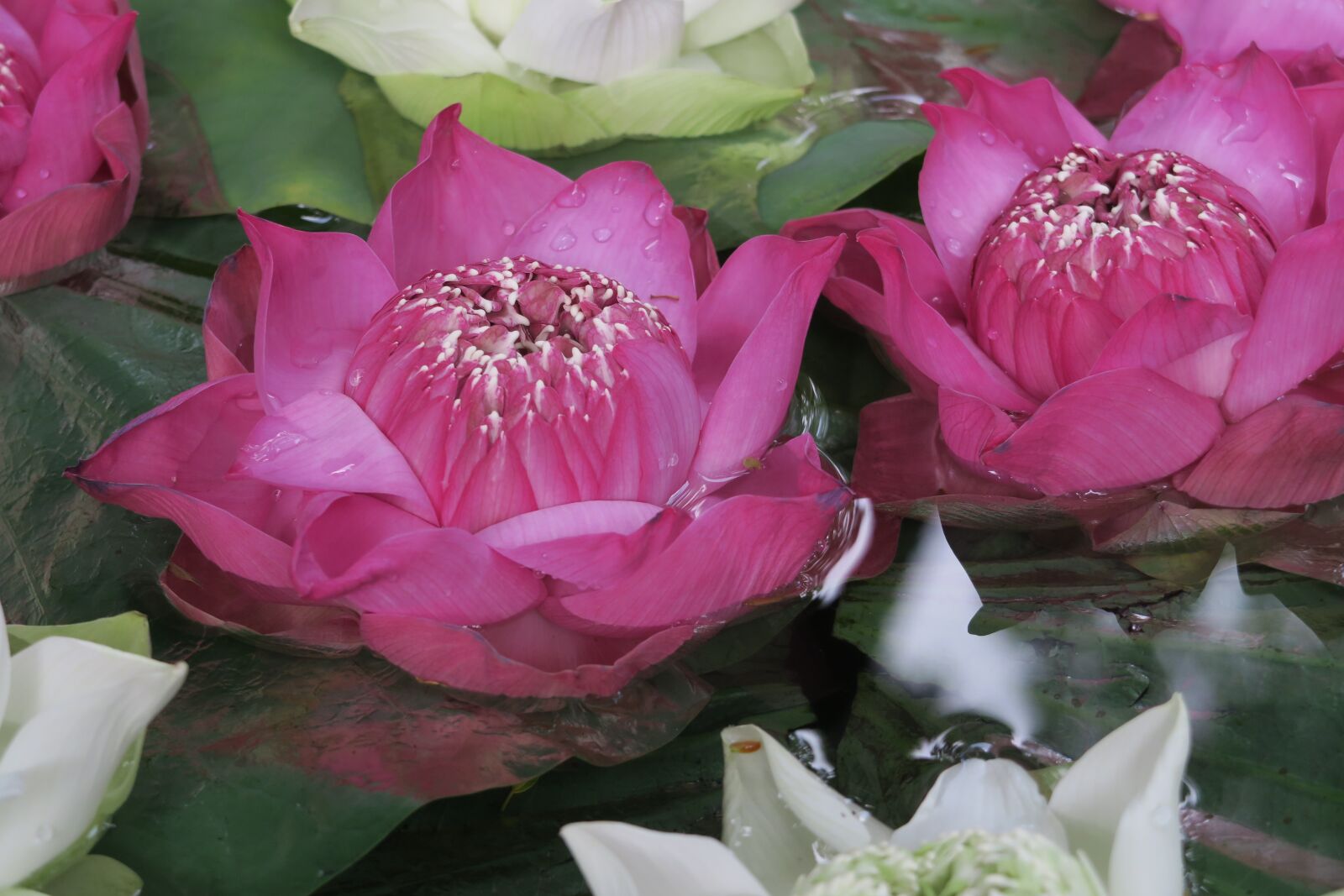 Canon PowerShot G7 X sample photo. Lotus, flower, aquatic plant photography