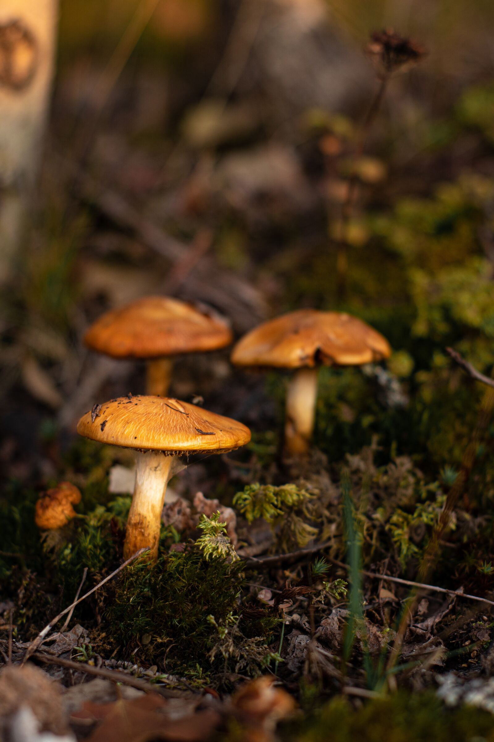 Canon EOS 200D (EOS Rebel SL2 / EOS Kiss X9) sample photo. Mushroom, mushroom forest, mushroom photography