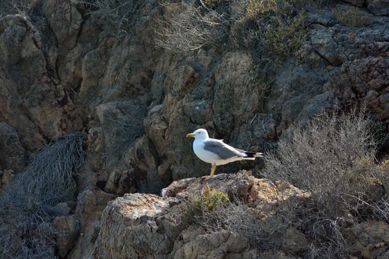 Nikon D7100 sample photo. Seagull, birds, nature photography