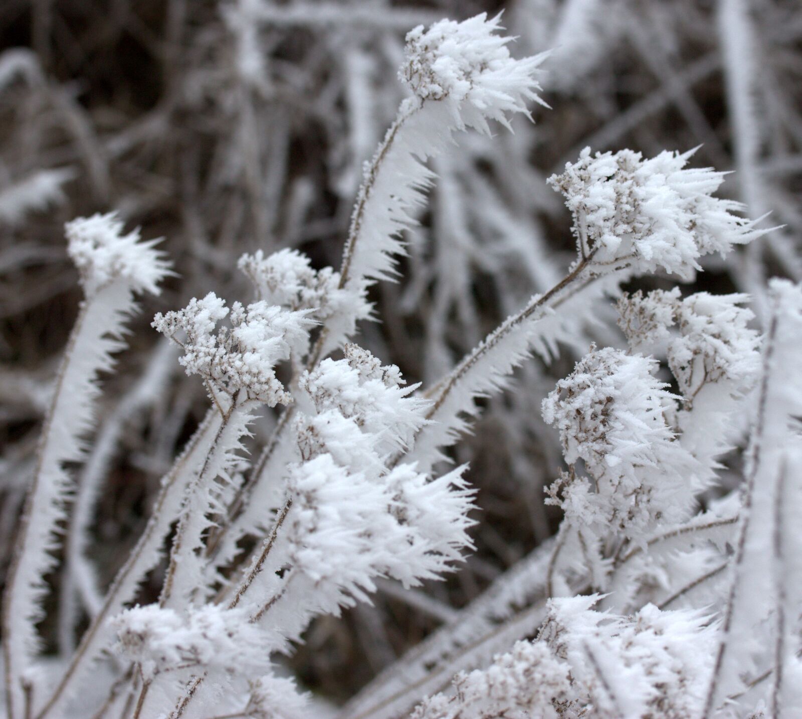 Canon EF-S 60mm F2.8 Macro USM sample photo. Branch, frozen, rime photography