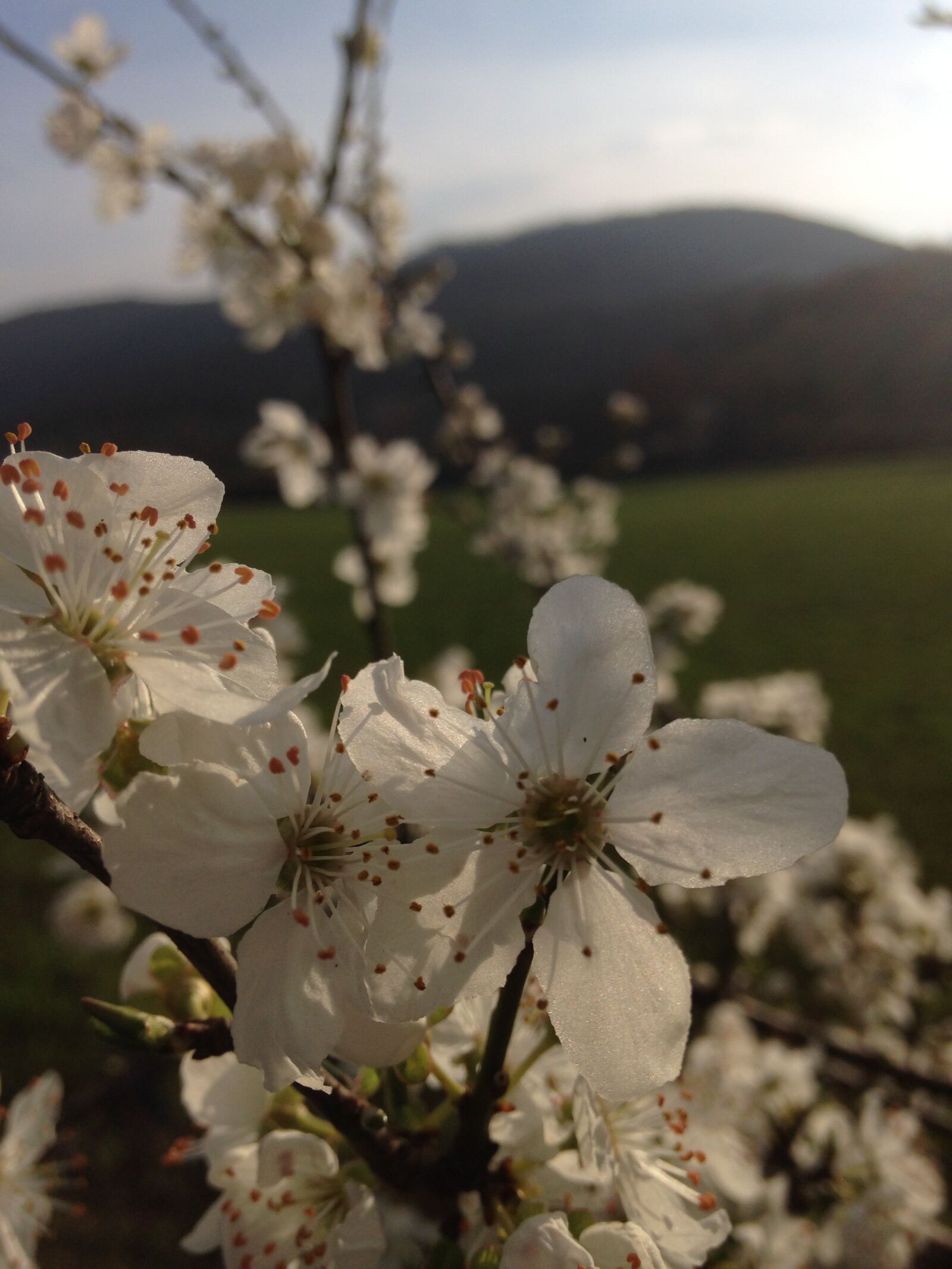 Apple iPhone 5 sample photo. Hawthorn, flower, spring photography