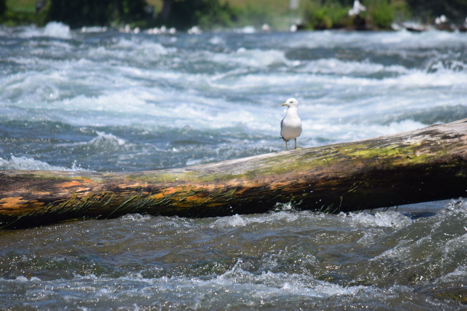 Nikon D3300 sample photo. River, bird, log photography