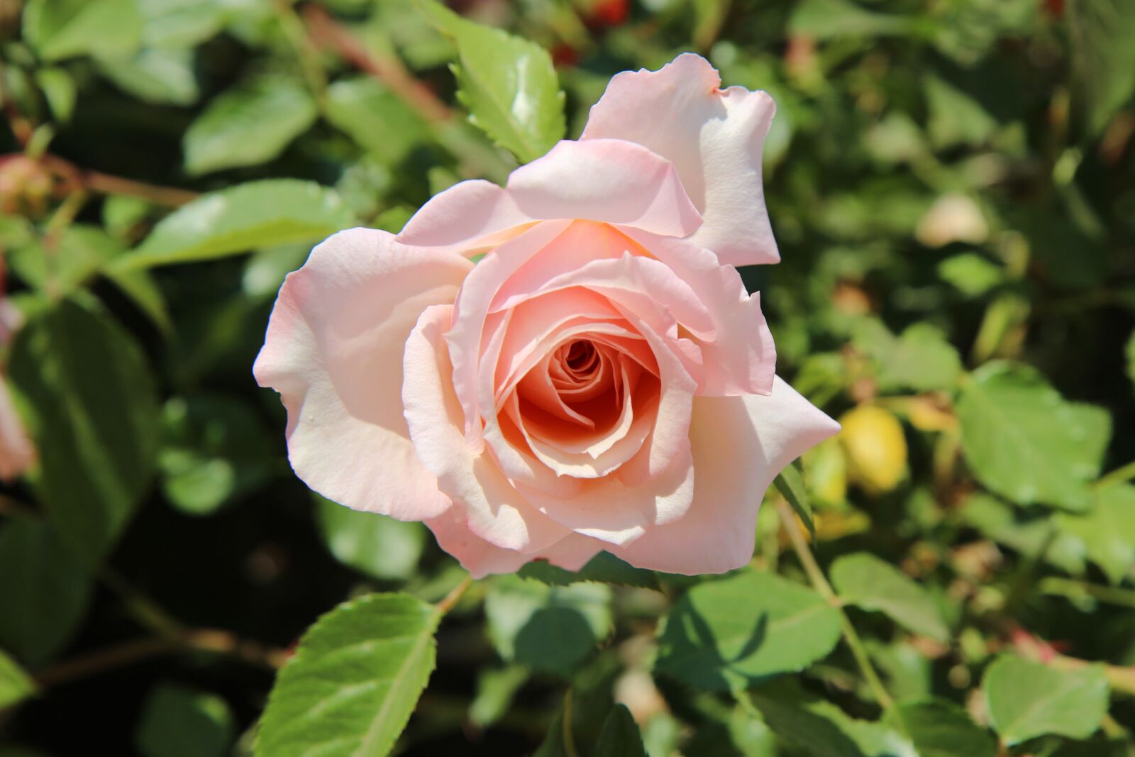 Canon EOS 100D (EOS Rebel SL1 / EOS Kiss X7) sample photo. Rose, flowers, nature photography