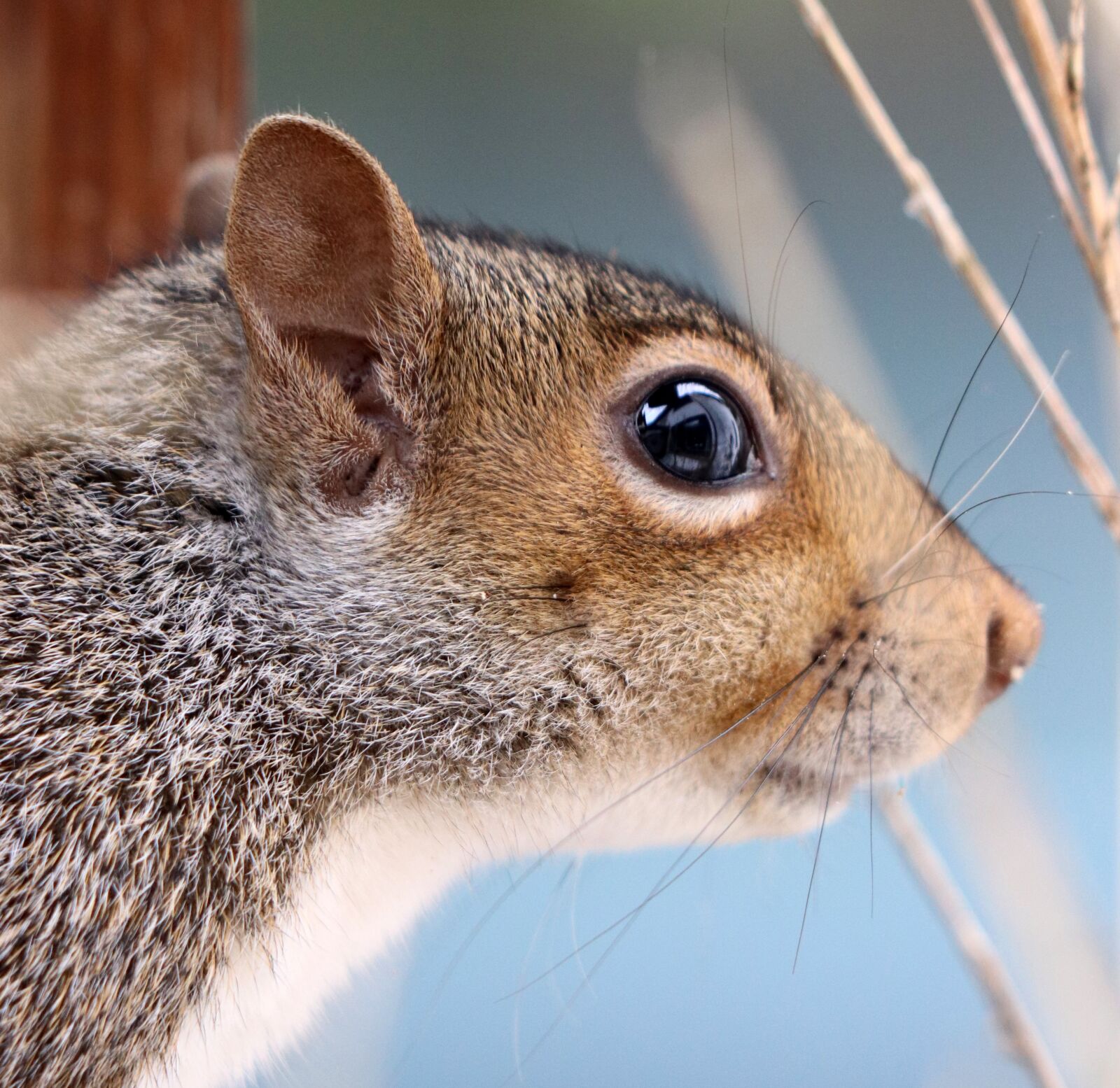 Canon EF 70-300 F4-5.6 IS II USM sample photo. Squirrel, grey squirrel, rodent photography