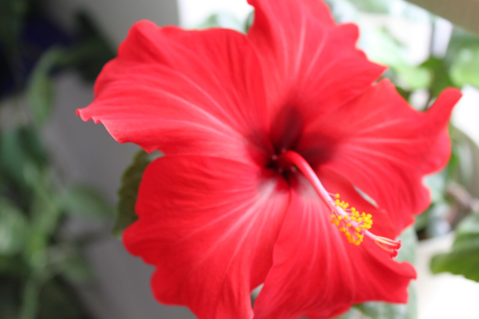 Canon EOS 500D (EOS Rebel T1i / EOS Kiss X3) sample photo. Flower, hibiscus, red photography
