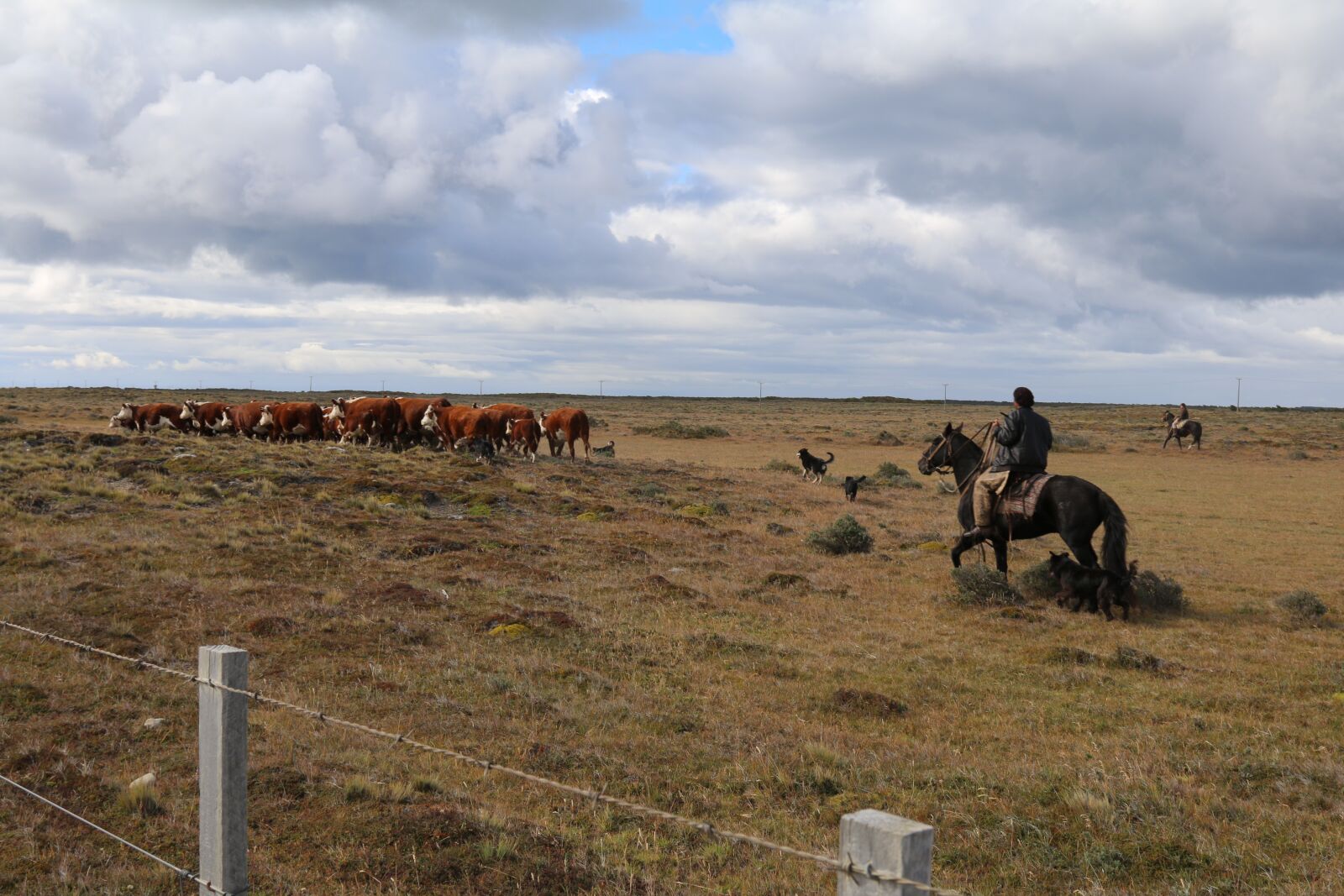 Canon EOS 70D + Canon EF 24-105mm F4L IS USM sample photo. Cow, cows, chili photography