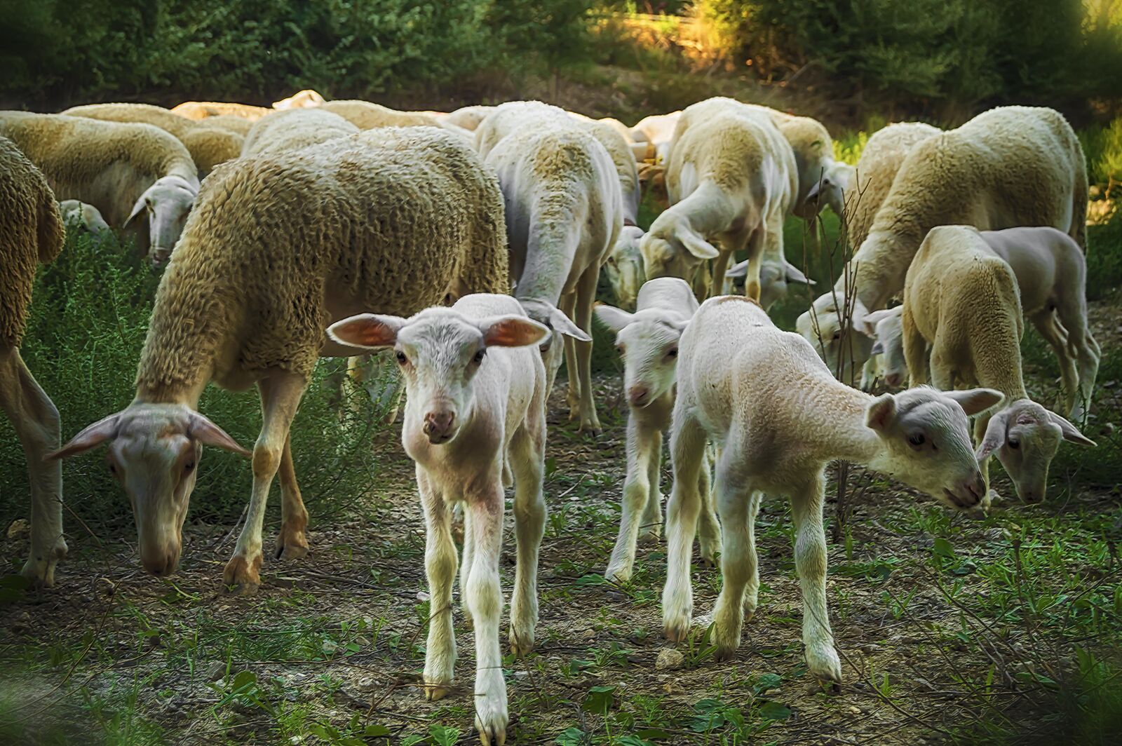 Nikon D3200 sample photo. Lamb, sheep, flock photography
