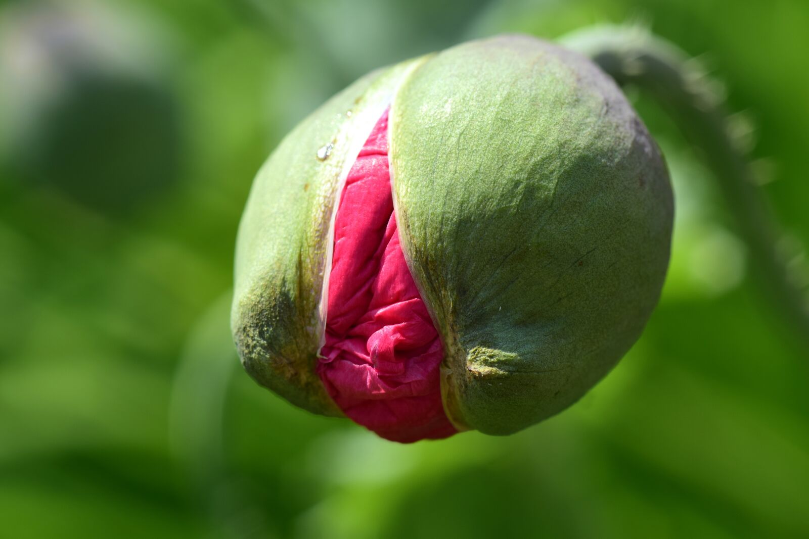 Nikon D3300 sample photo. Poppy, poppy bud, bud photography