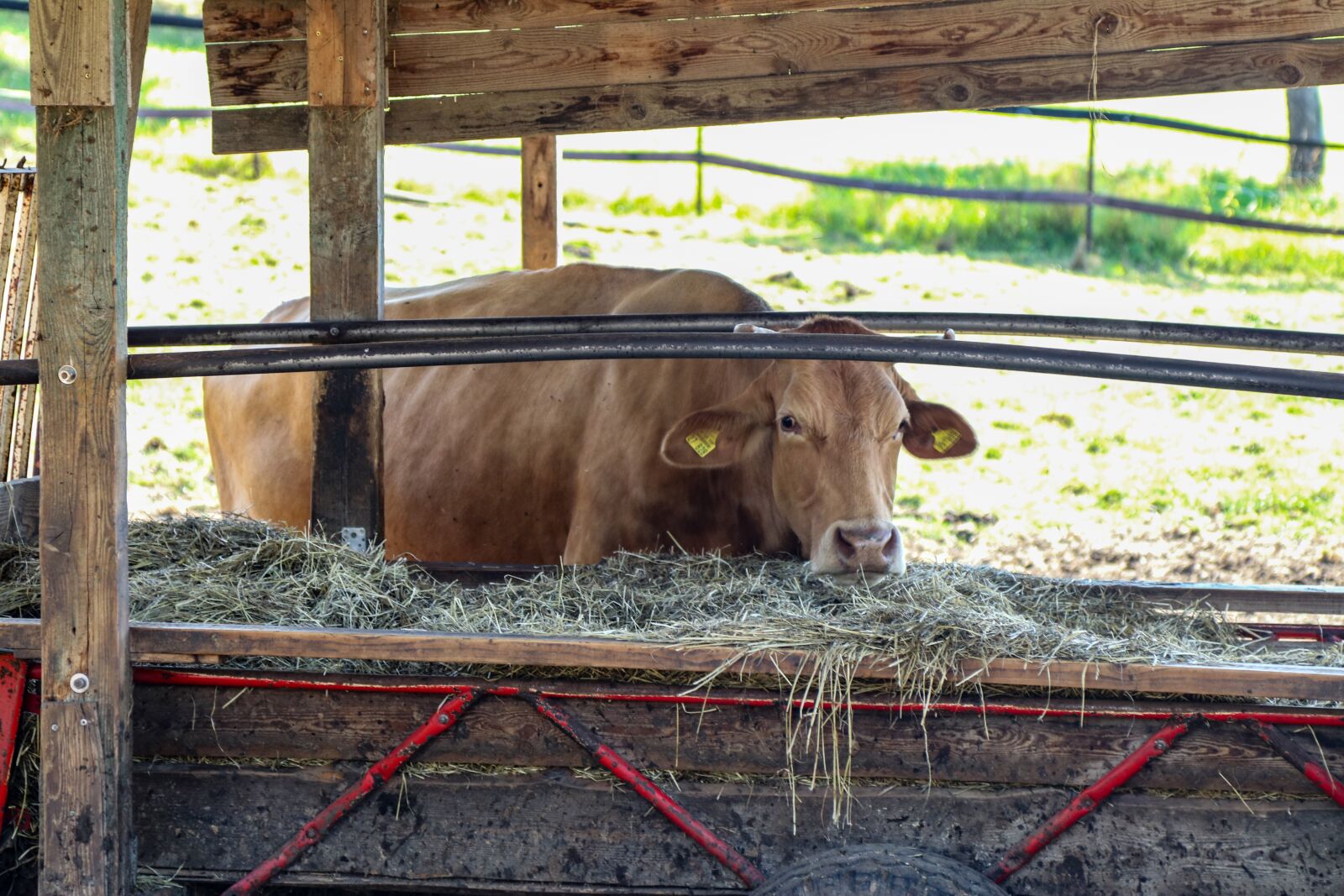 Canon EOS 80D + Canon EF 24-105mm F4L IS USM sample photo. Country life, cows, agriculture photography