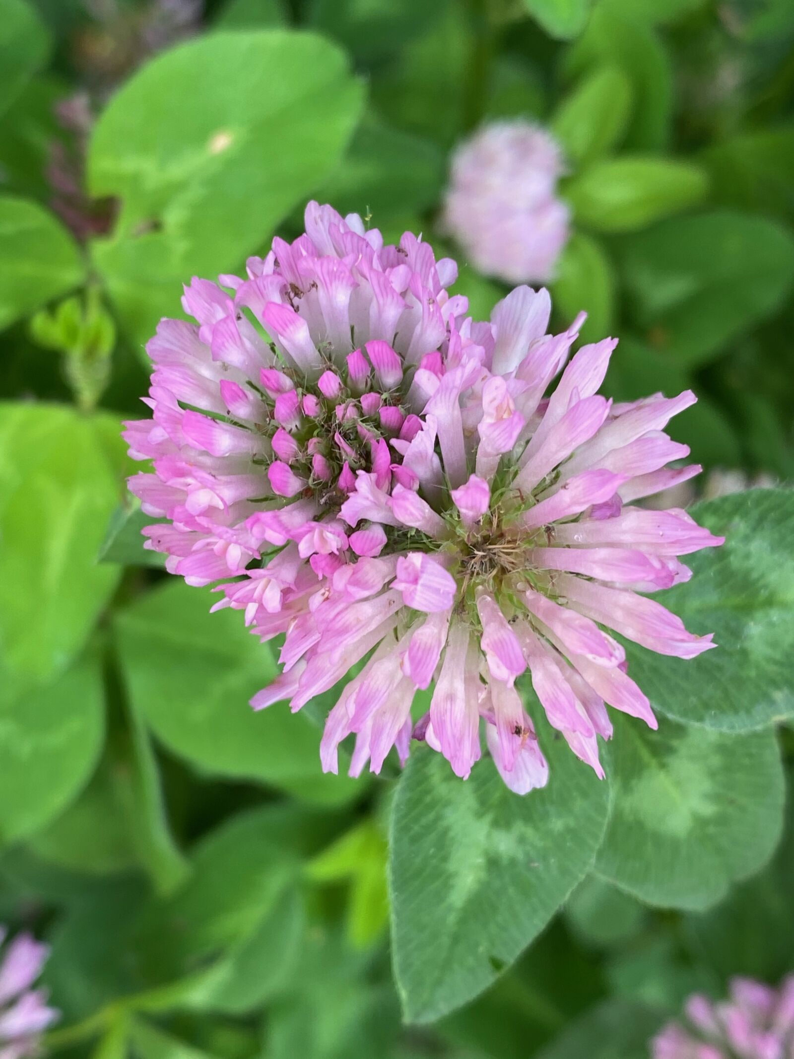 Apple iPhone 11 Pro sample photo. Flower, clover, spring photography