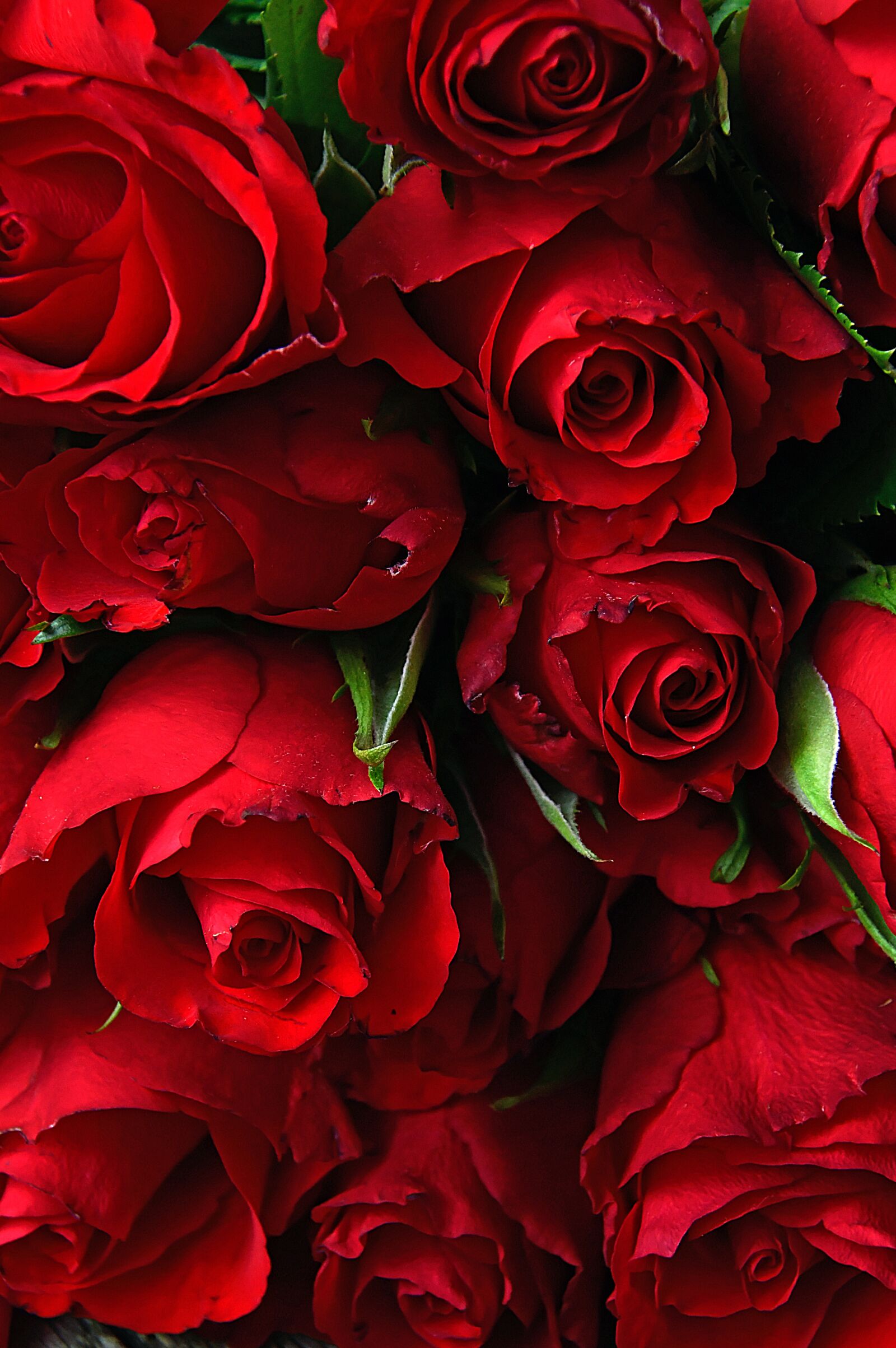 Nikon D3200 sample photo. Rose, valentine's, valentine's day photography
