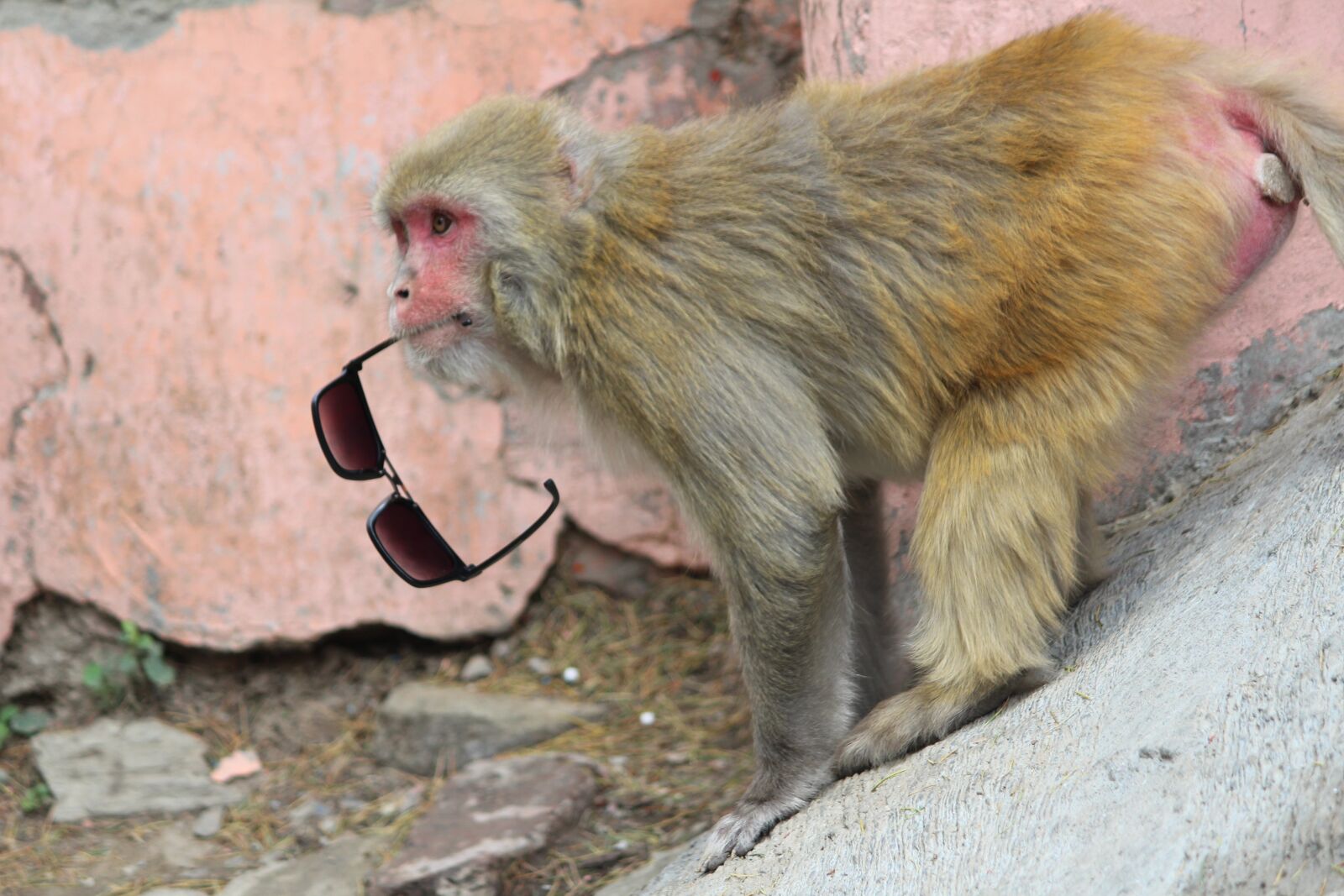 Canon EOS 1200D (EOS Rebel T5 / EOS Kiss X70 / EOS Hi) sample photo. Rhesus, himalayan monkey, naughty photography