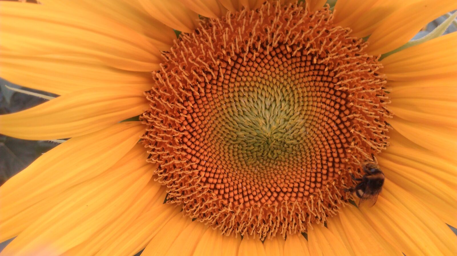 HTC DESIRE 626 sample photo. Sunflower, flower, nature photography