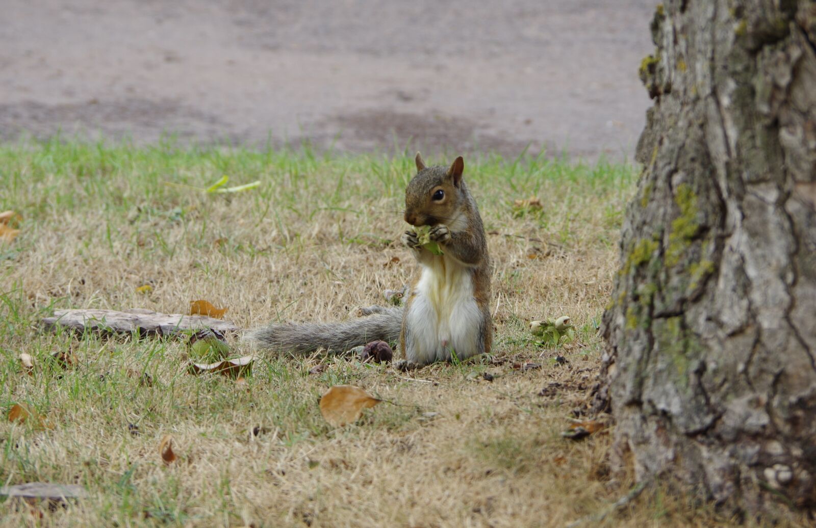 Pentax K-3 sample photo. Squirrel, hazelnuts, hazelnut photography