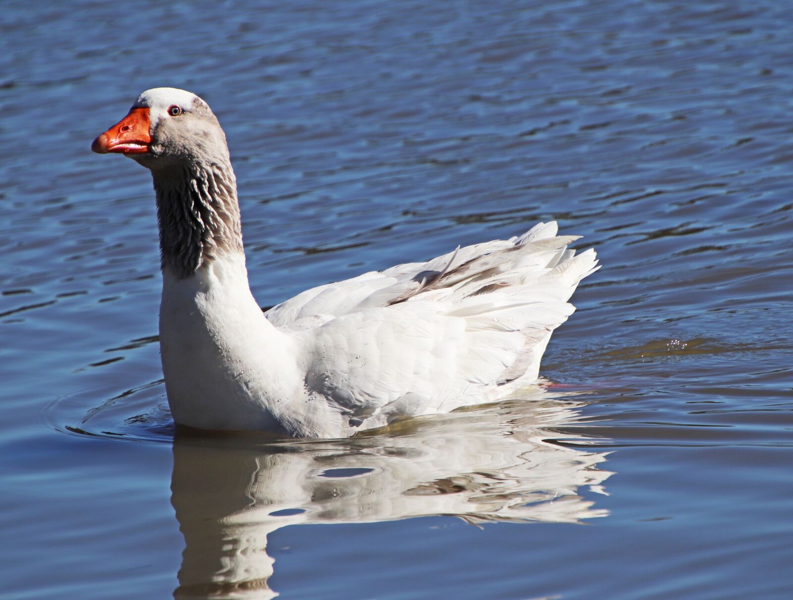 Canon EOS 800D (EOS Rebel T7i / EOS Kiss X9i) sample photo. Goose, bird, poultry photography