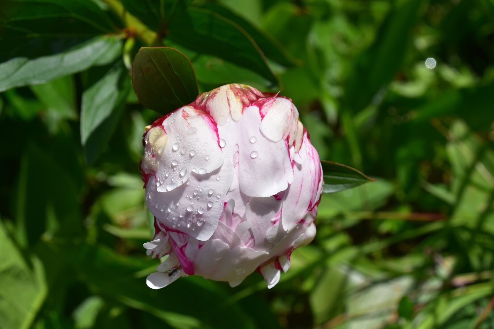 Nikon D5600 sample photo. Flower, flower of peony photography