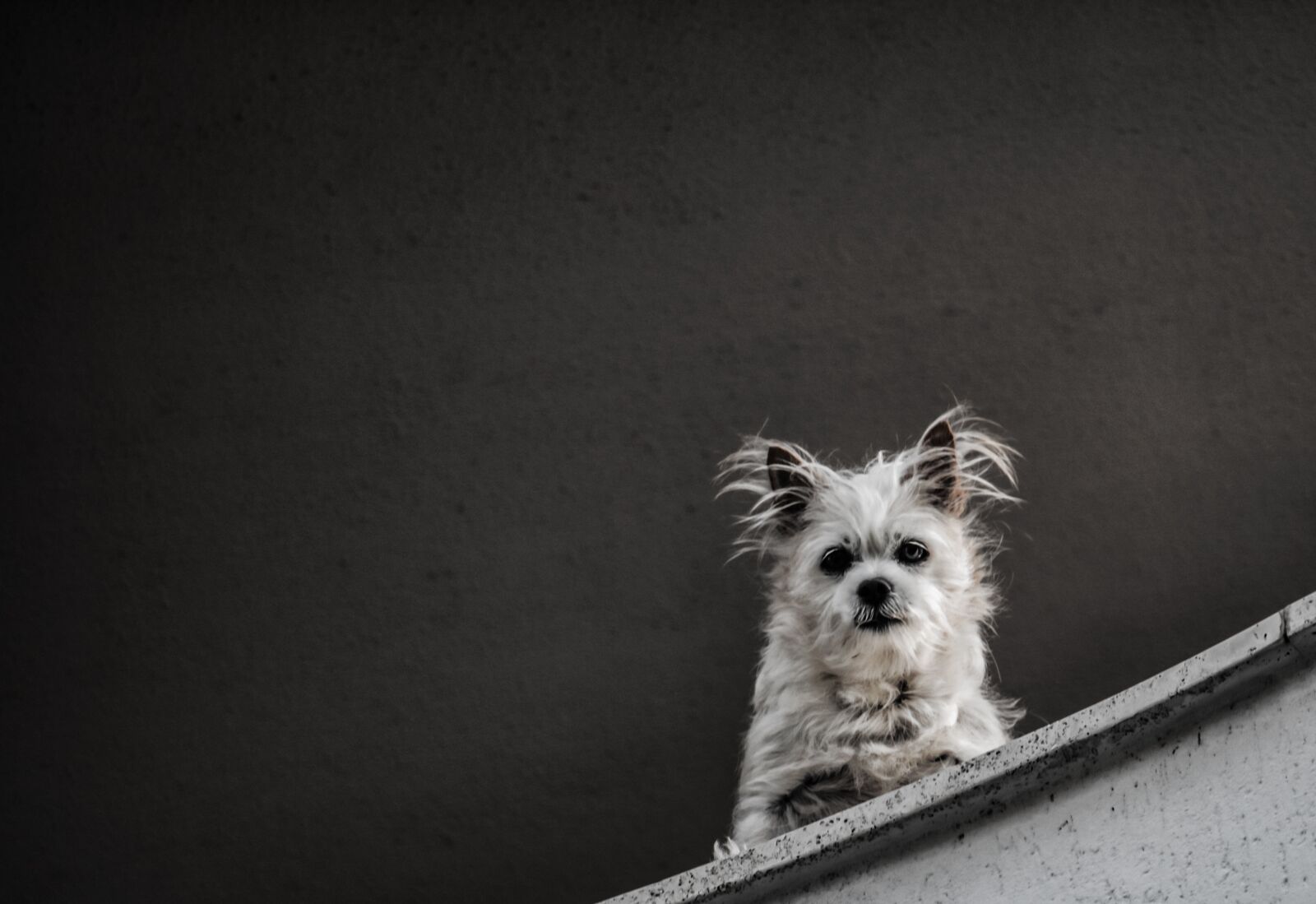 Canon EF-S 55-250mm F4-5.6 IS STM sample photo. Dog, animal, puppy photography