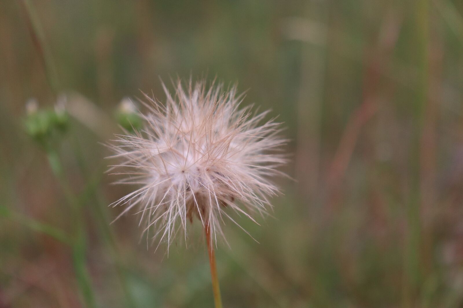 Canon EOS 800D (EOS Rebel T7i / EOS Kiss X9i) sample photo. Capitulates, inflorescence, dried photography