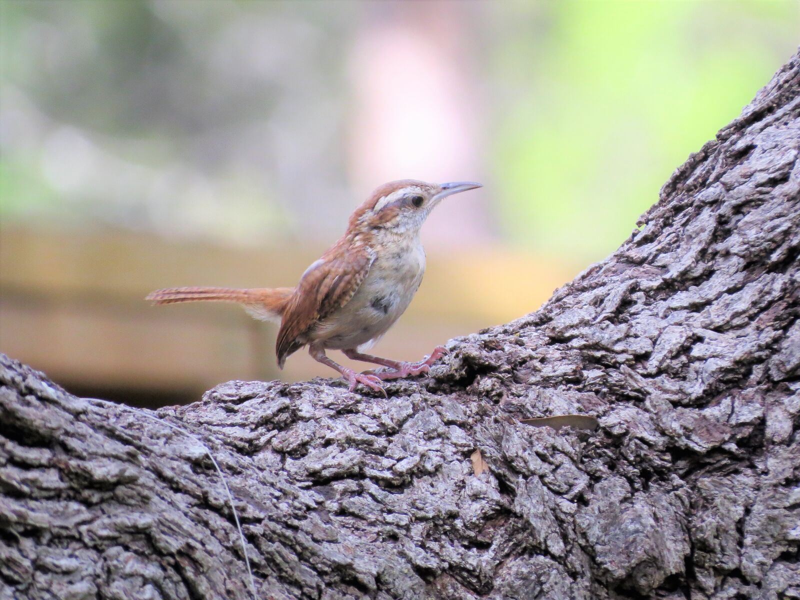 Canon PowerShot SX50 HS sample photo. Bird, close up, brown photography