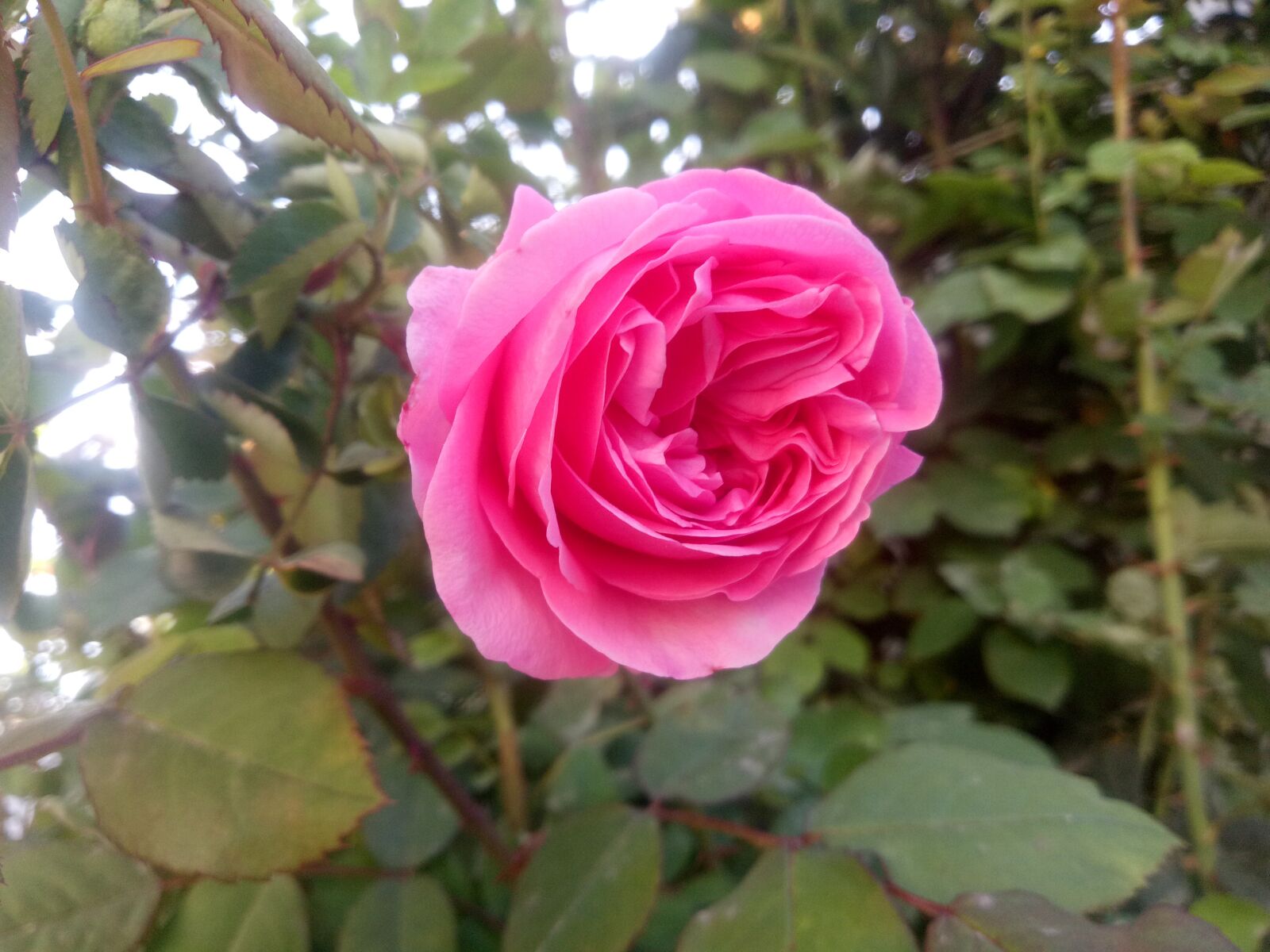 OPPO CPH1609 sample photo. Rose, pink rose, garden photography
